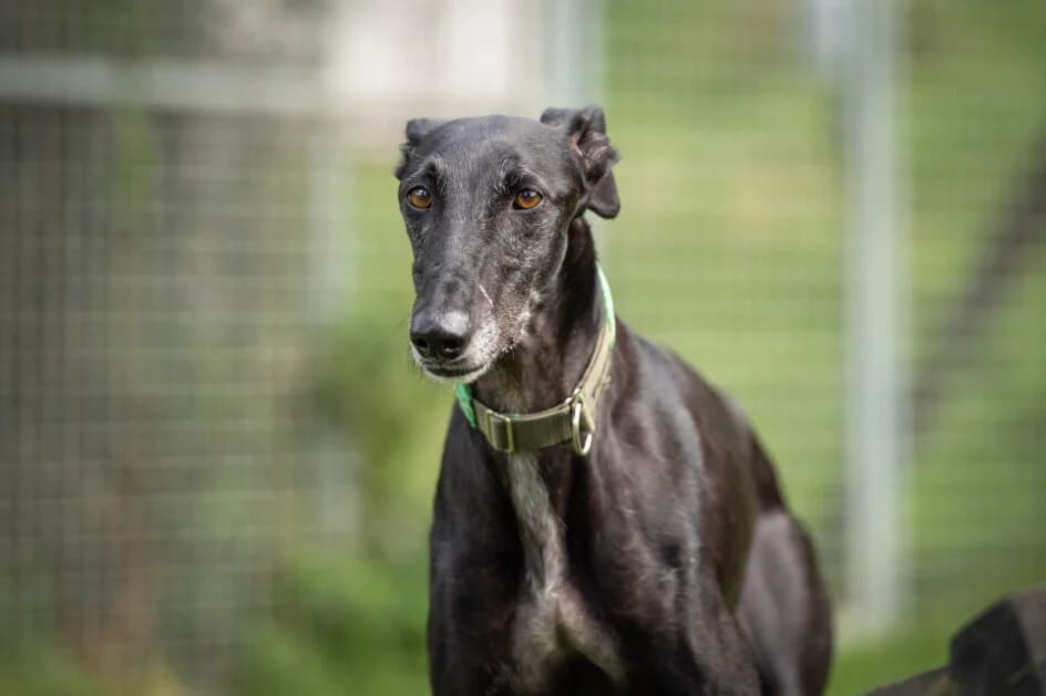 Zeus – hat ein Zuhause gefunden, senior Galgo Español for adoption at Tierschutzbund Basel Regional