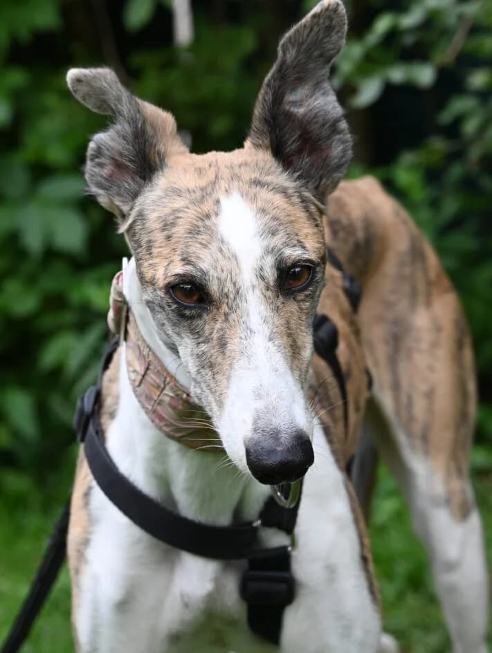 Maribel – Die Sensible, senior Galgo Español for adoption at Tierschutzbund Basel Regional