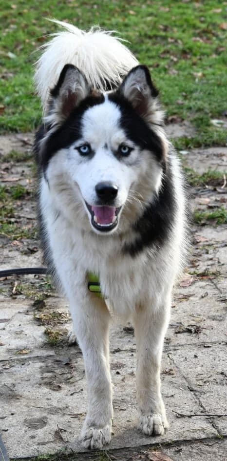 Narvik – konnte in ein neues Zuhause ziehen, Mixed Breed for adoption at Tierschutzbund Basel Regional