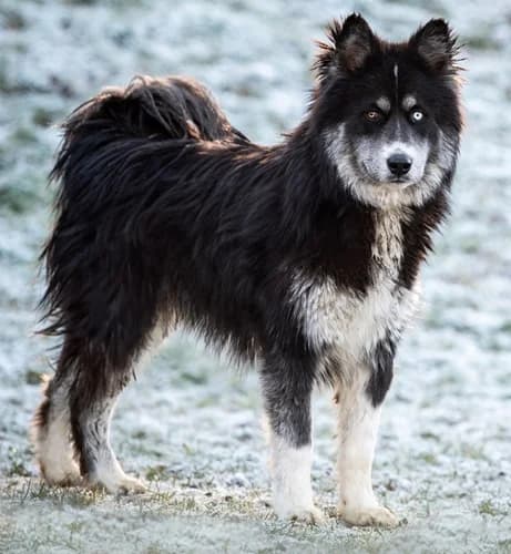Tycho – wurde platziert, Mixed Breed for adoption at Tierschutzbund Basel Regional