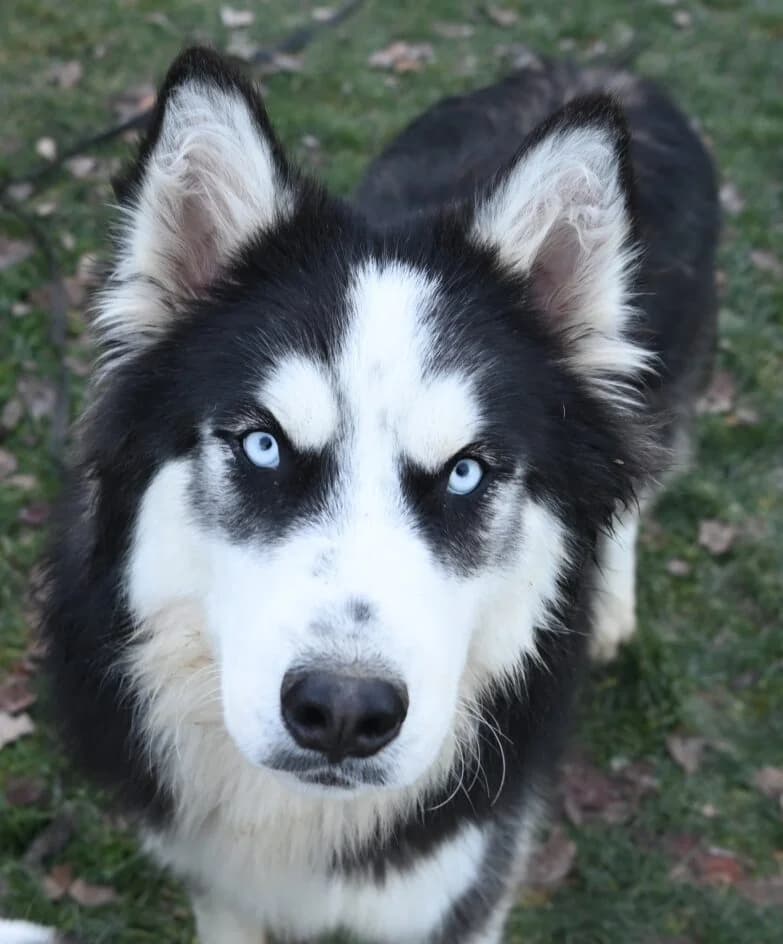 Alarik – hat ein Zuhause gefunden, Mixed Breed for adoption at Tierschutzbund Basel Regional