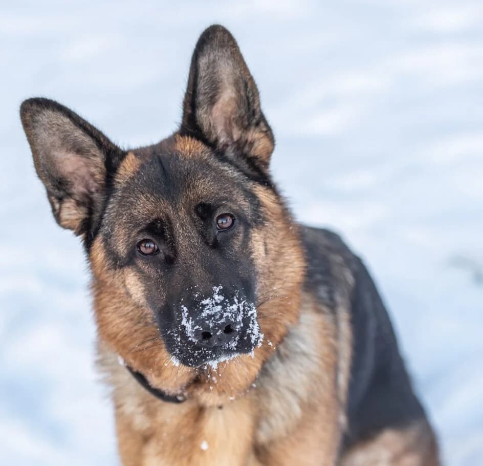 Anuschka – platziert, female puppy Mixed Breed for adoption at Tierschutzbund Basel Regional