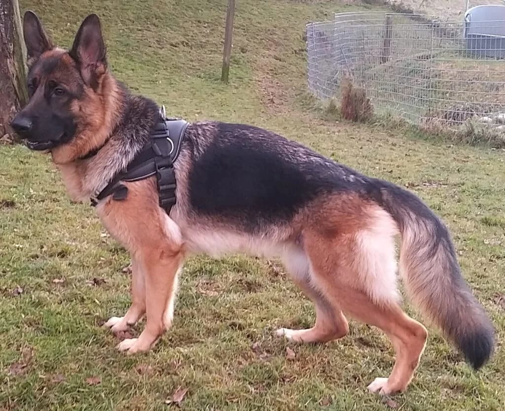 Anuschka – platziert, female puppy Mixed Breed for adoption at Tierschutzbund Basel Regional