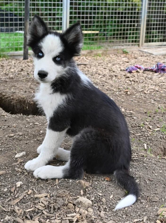 Samu – hat ein Zuhause gefunden, young Mixed Breed for adoption at Tierschutzbund Basel Regional