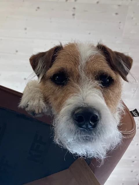 Easy – Fremdplatzierung – hat ein neues Zuhause gefunden, Mixed Breed for adoption at Tierschutzbund Basel Regional