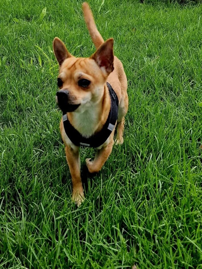 Benny – Fremdplatzierung – platziert, Mixed Breed for adoption at Tierschutzbund Basel Regional