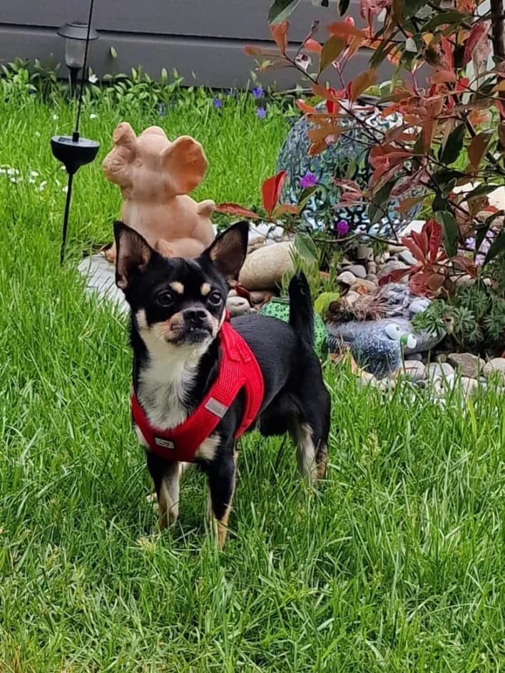 Jenny (männlich) – platziert, Mixed Breed for adoption at Tierschutzbund Basel Regional