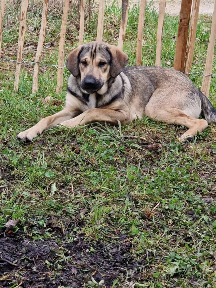 Puma – hat ein neues Zuhause gefunden, puppy Mixed Breed for adoption at Tierschutzbund Basel Regional