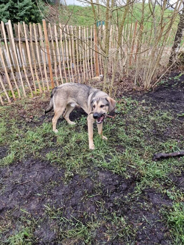 Puma – hat ein neues Zuhause gefunden, puppy Mixed Breed for adoption at Tierschutzbund Basel Regional