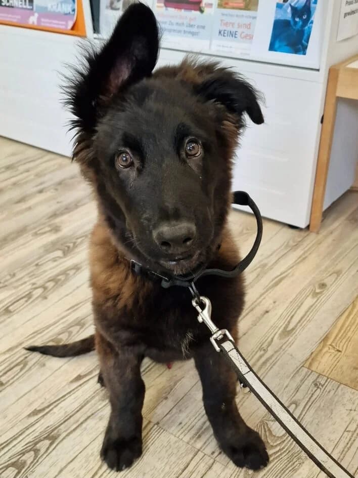 Salem – hat eine neues Zuhause gefunden, senior Mixed Breed for adoption at Tierschutzbund Basel Regional