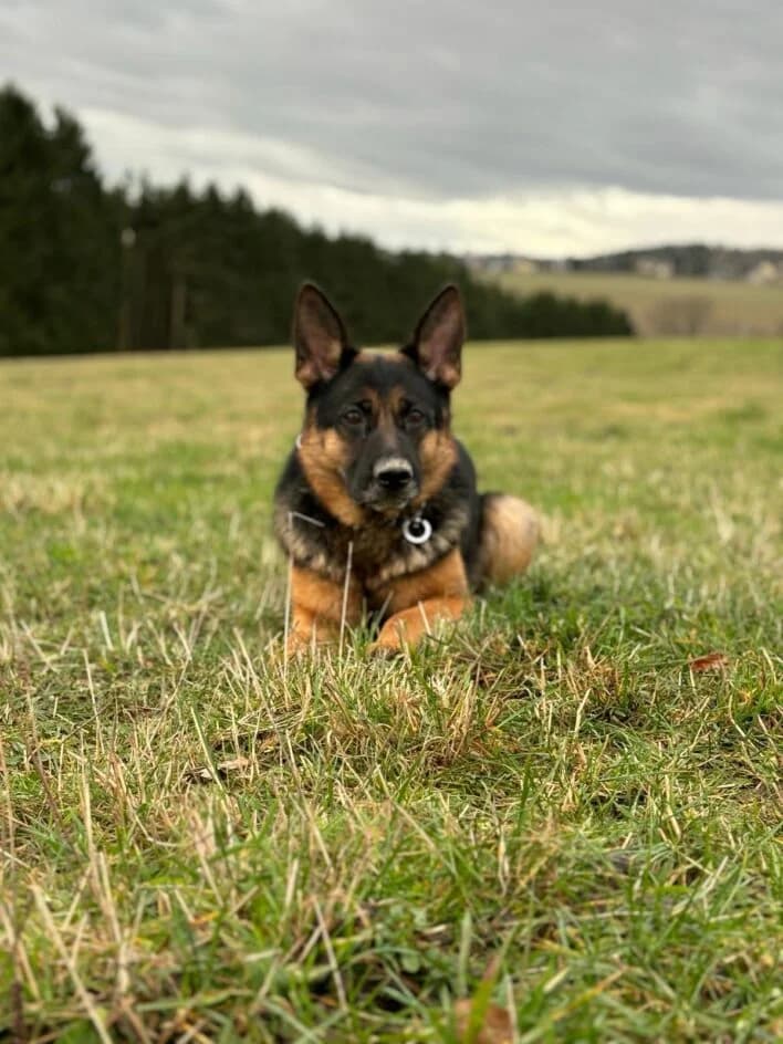 Zaira (Rufname Zira) – Fremdplatzierung – platziert, Mixed Breed for adoption at Tierschutzbund Basel Regional