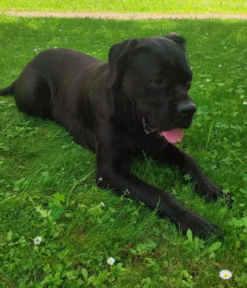 Caya – Fremdplatzierung – platziert, senior Mixed Breed for adoption at Tierschutzbund Basel Regional