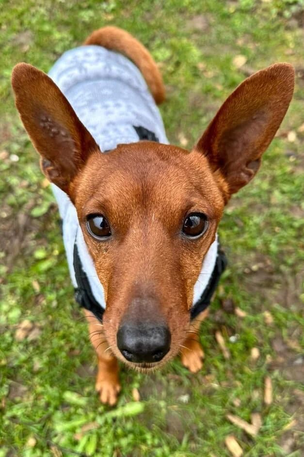 Charly – wurde platziert, male senior Mixed Breed for adoption at Tierschutzbund Basel Regional