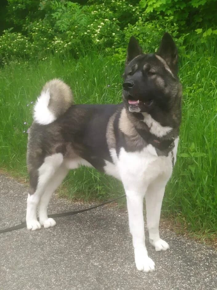 Nero – Fremdplatzierung – platziert, female 3yo Mixed Breed for adoption at Tierschutzbund Basel Regional