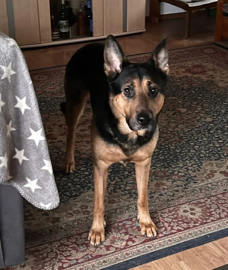 Prince – hat ein Zuhause gefunden, Mixed Breed for adoption at Tierschutzbund Basel Regional