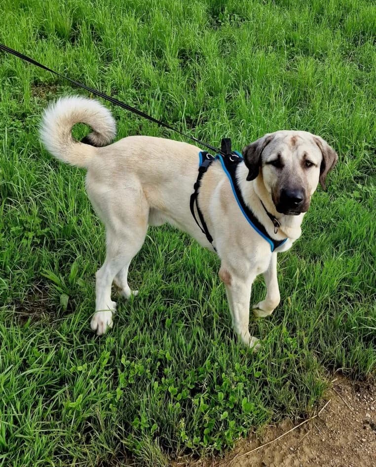 Joldasch – hat ein neues Zuhause gefunden, Mixed Breed for adoption at Tierschutzbund Basel Regional