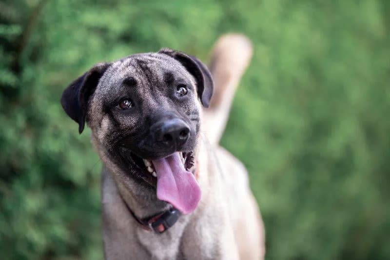 Pasha – hat im April 2018 ein gutes Zuhause gefunden, male Mixed Breed for adoption at Tierschutzbund Basel Regional