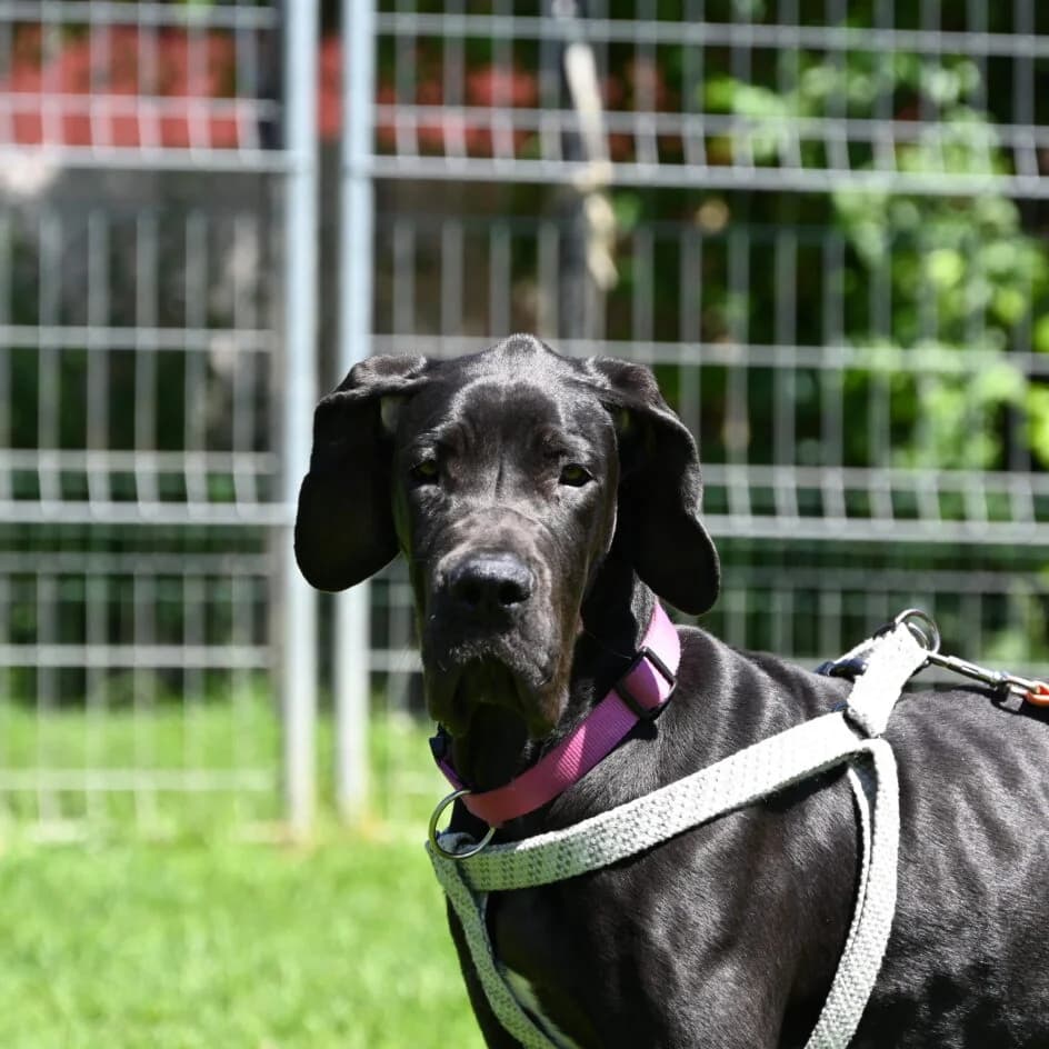Freya – platziert, Mixed Breed for adoption at Tierschutzbund Basel Regional