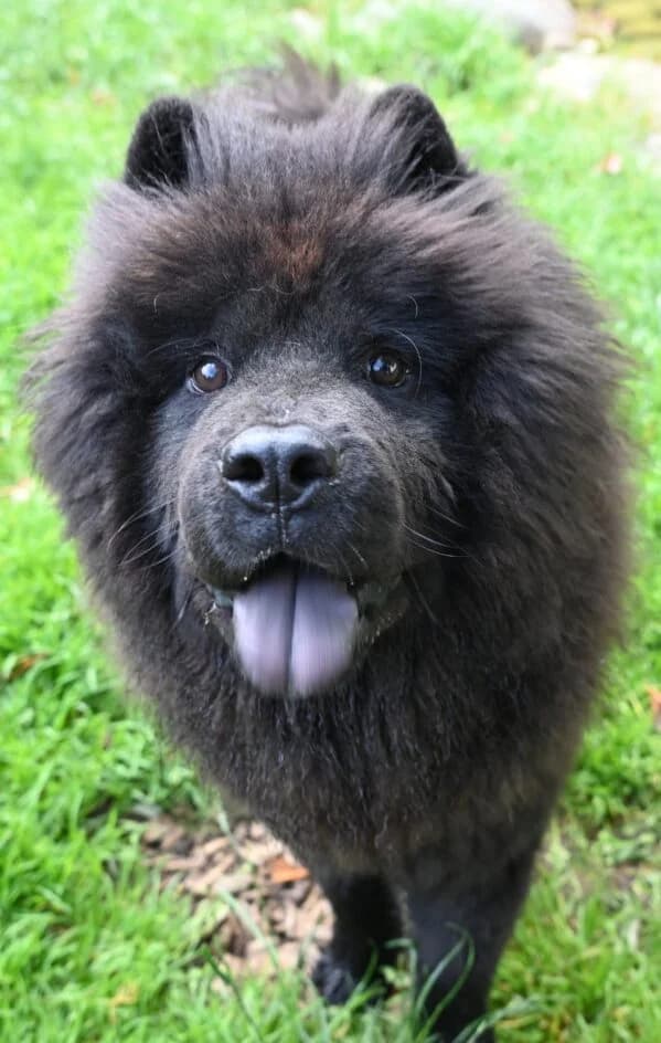 Torito – platziert, Mixed Breed for adoption at Tierschutzbund Basel Regional