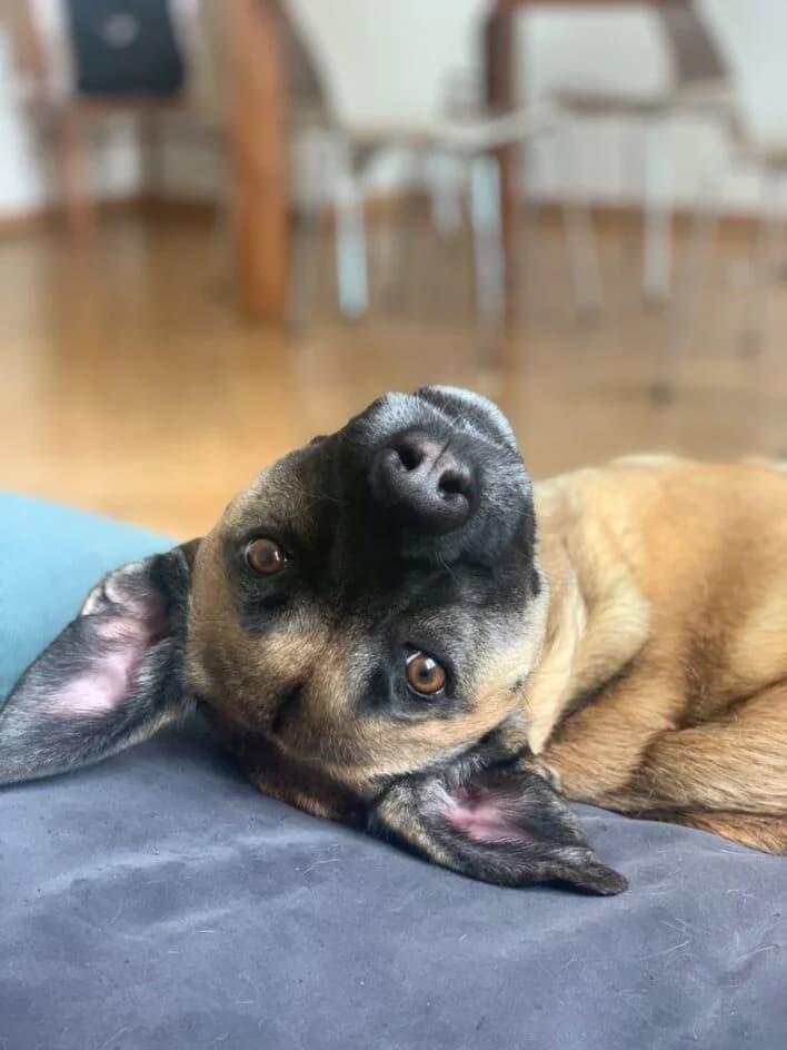 Xela – Fremdplatzierung – wurde platziert, female senior Mixed Breed for adoption at Tierschutzbund Basel Regional