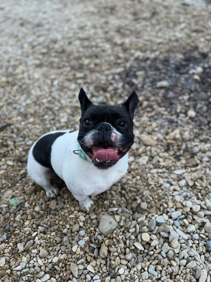 Thayson, Mixed Breed for adoption at Tierschutzbund Basel Regional