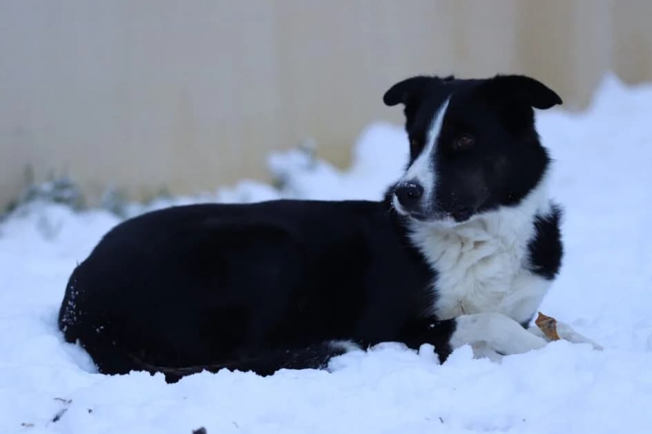 Bolt – Fremdplatzierung – platziert, Mixed Breed for adoption at Tierschutzbund Basel Regional