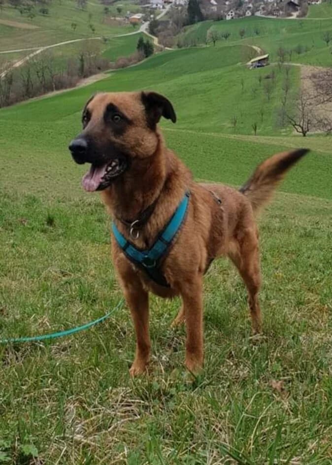 Louie – Fremdplatzierung – platziert, Mixed Breed for adoption at Tierschutzbund Basel Regional