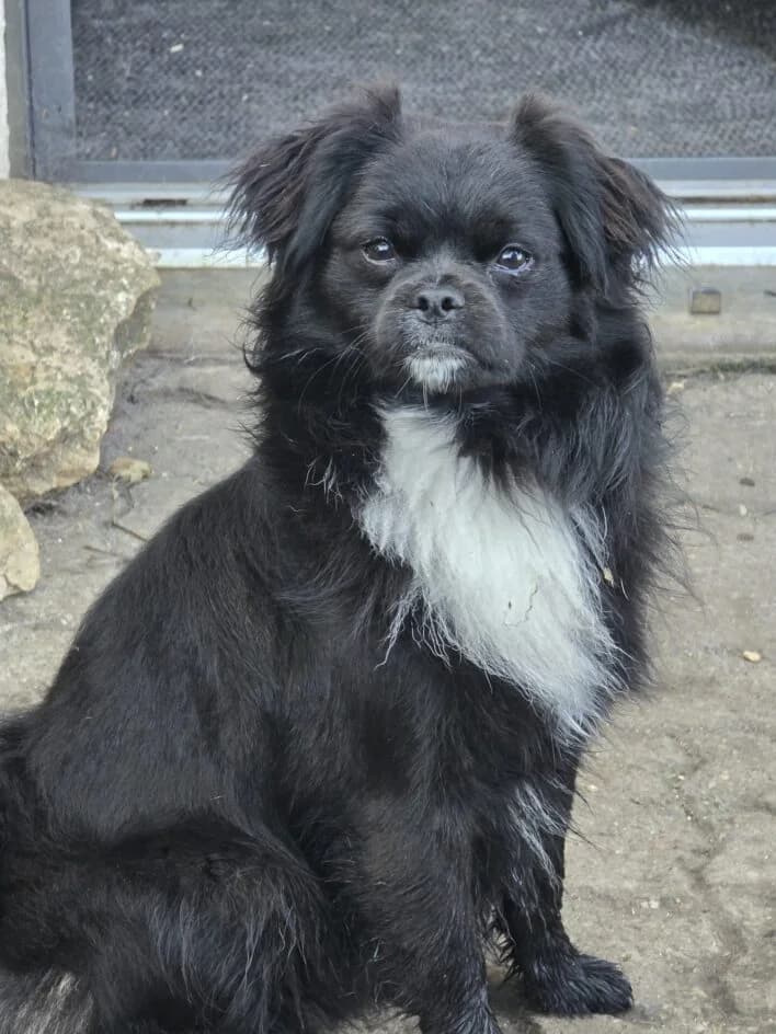 Muck – Fremdplatzierung – platziert, Mixed Breed for adoption at Tierschutzbund Basel Regional