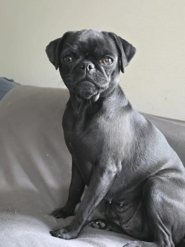 Lima – Fremdplatzierung – platziert, weiss Mixed Breed for adoption at Tierschutzbund Basel Regional