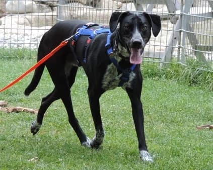 Zeus – hat im März einen tollen Platz gefunden, puppy Mixed Breed for adoption at Tierschutzbund Basel Regional