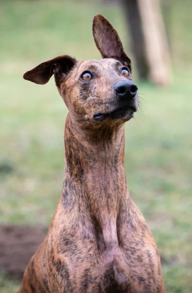Pepe – hat ein Zuhause gefunden, Mixed Breed for adoption at Tierschutzbund Basel Regional