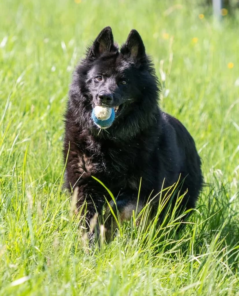 Senta- Die Bezaubernde – ist Vermittelt, female senior Mixed Breed for adoption at Tierschutzbund Basel Regional