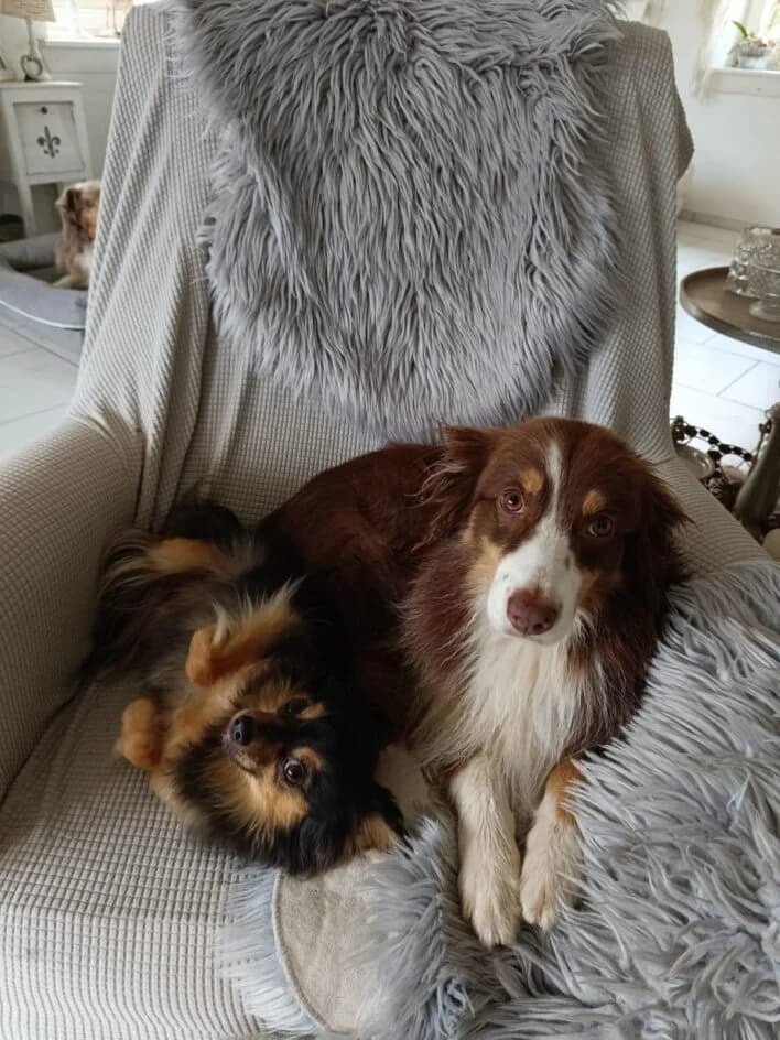 Hazel und Zeus, Mixed Breed for adoption at Tierschutzbund Basel Regional