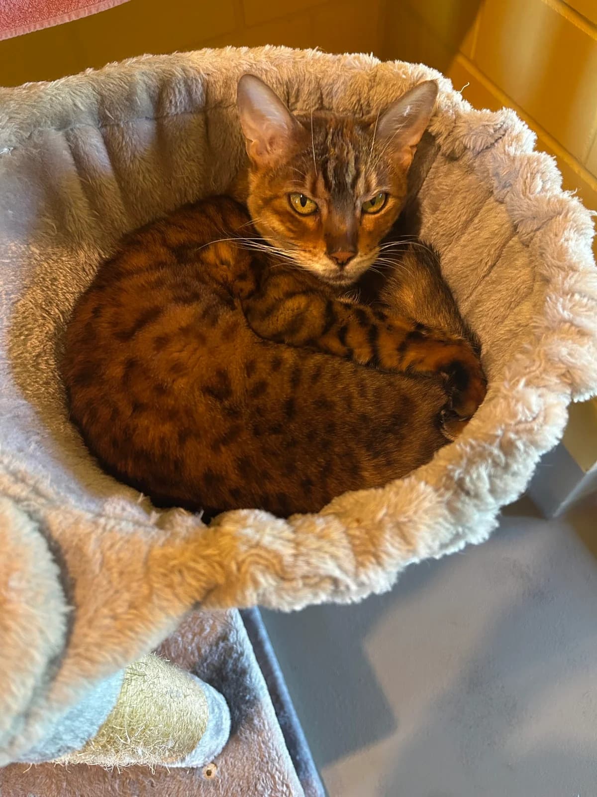 Aysha, female senior Bengal for adoption at Tierschutzverein Zug (TSV Zug)