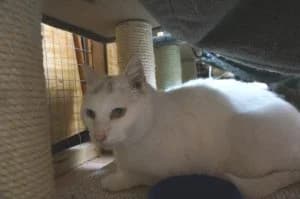 Wer vermisst mich in Elgg oder Umgebung?, weiss male Mixed Breed for adoption at Tiervermittlungen.ch, Elsau