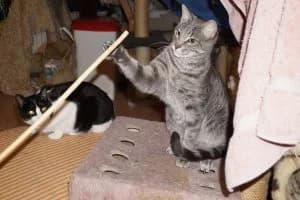 Vermisst in Winterthur, weiss male Mixed Breed for adoption at Tiervermittlungen.ch, Elsau