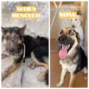 Michèles Trostpflaster, female Mixed Breed for adoption at Tiervermittlungen.ch, Elsau