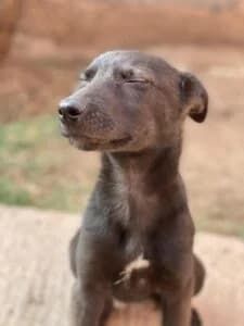 der gestiefelte Kater oder, male Mixed Breed for adoption at Tiervermittlungen.ch, Elsau