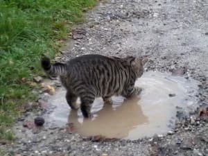 2 Büsis in Elgg vermisst…., male Mixed Breed for adoption at Tiervermittlungen.ch, Elsau