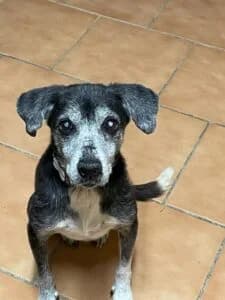 und noch ein Wunder, female Mixed Breed for adoption at Tiervermittlungen.ch, Elsau