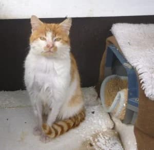 Update: Neuer Strassenkater, male Mixed Breed for adoption at Tiervermittlungen.ch, Elsau