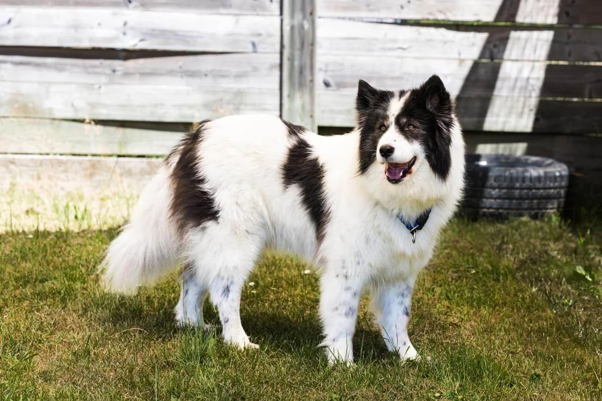 Unsere Hündin, female mixed breed for adoption at Stiftung Tierrettungsdienst – Tierheim Pfötli, Zürich