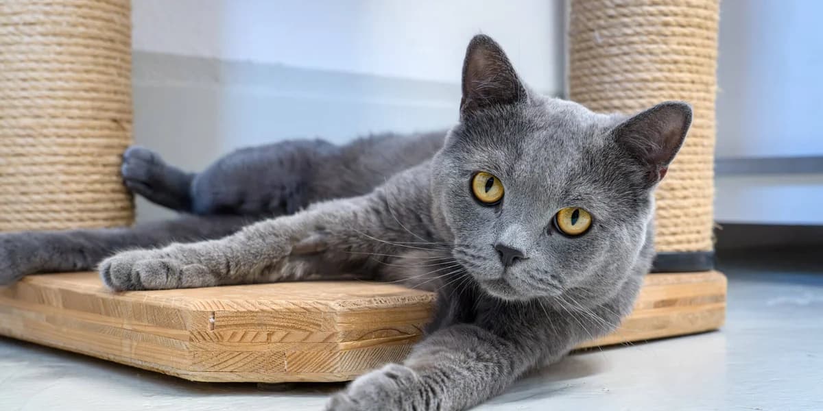 Ayaz, grau male 3yo mixed breed for adoption at Tierheim Pfötli und Tierrettung