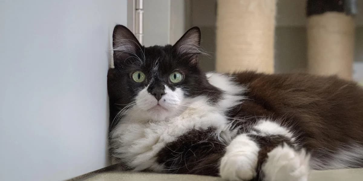 Sirius Black, schwarz-weiss male Maine Coon for adoption at Tierheim Pfötli und Tierrettung