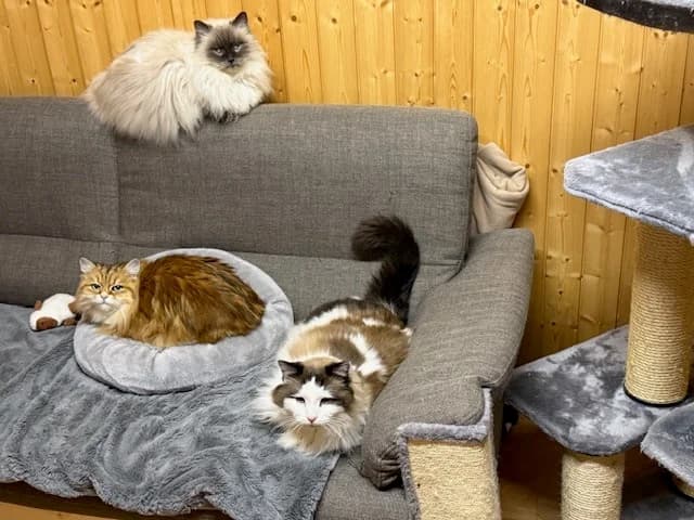 Aslan Thyson und Timi, male Mixed Breed for adoption at Tierschutzverein Oberwallis, Visp