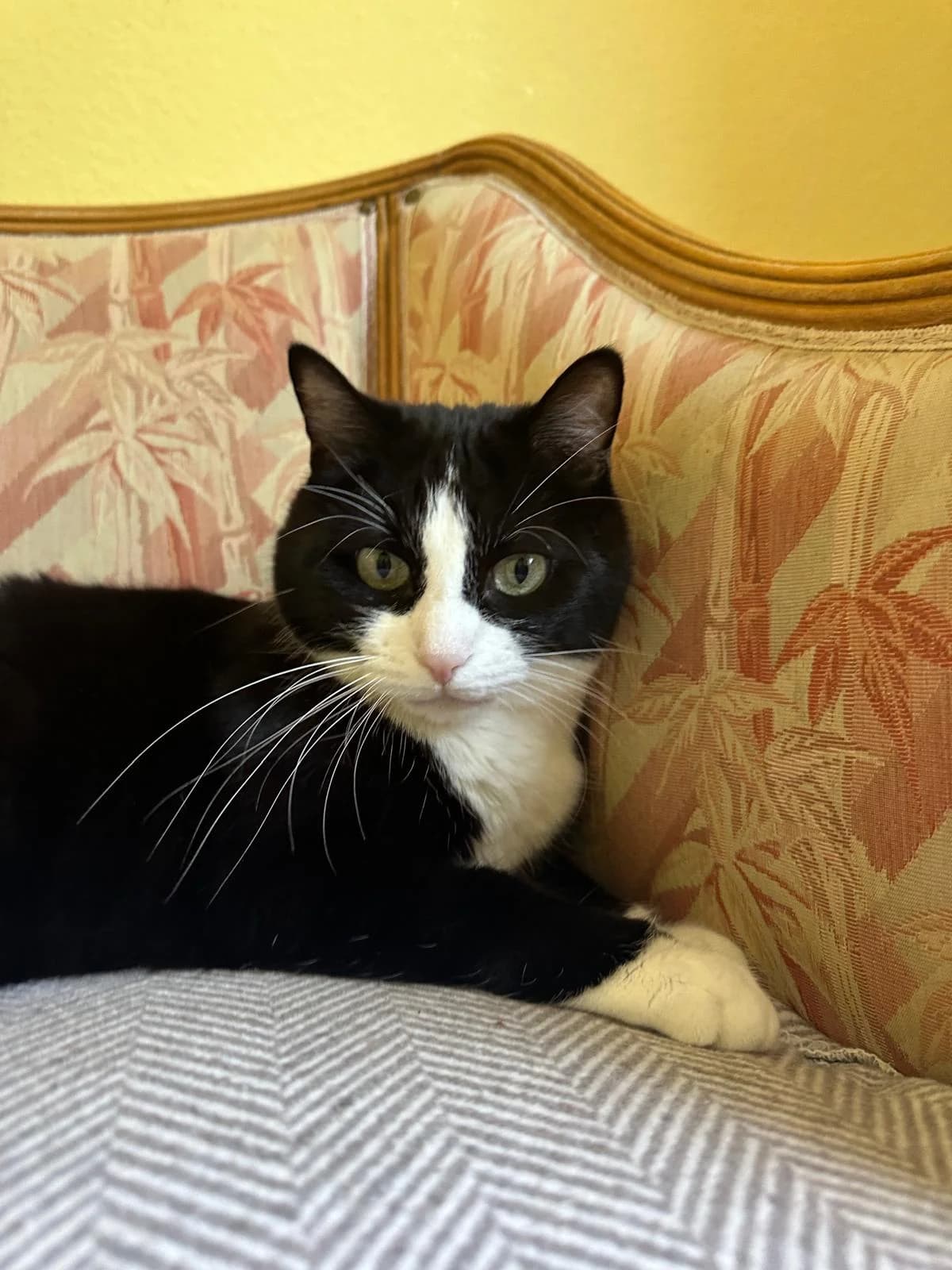 Zorro, male Mixed Breed for adoption at Tierschutzverein Oberwallis, Visp