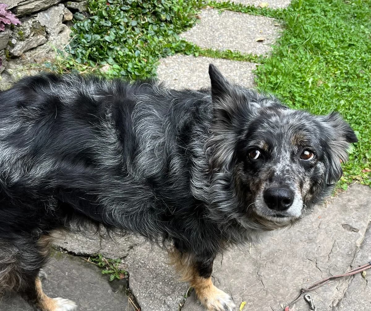Asta, female 6yo Border Collie for adoption at TSV Sargans-Werdenberg, Tsv Sargans