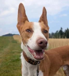 Arvo, mixed breed for adoption at Stiftung vergessene Hunde, Vergessene Hunde