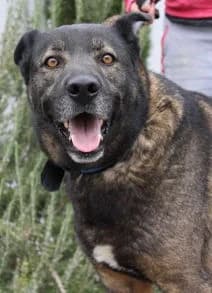 Blues, Mixed Breed for adoption at Stiftung vergessene Hunde, Vergessene Hunde