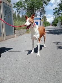 Charlie, Mixed Breed for adoption at Stiftung vergessene Hunde, Vergessene Hunde